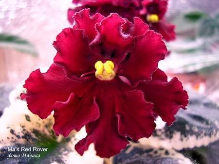 Ma'sRedRover4