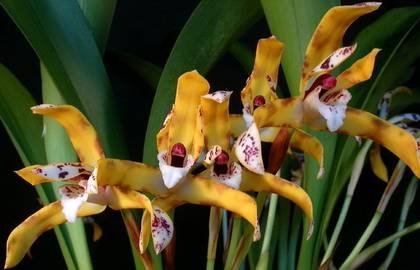 Maxillaria-picta9