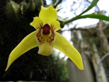 MaxillariaPorphyrostele9