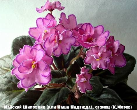 МайскийШиповник1