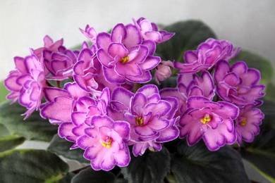 МайскийШиповник3