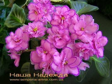 МайскийШиповник5