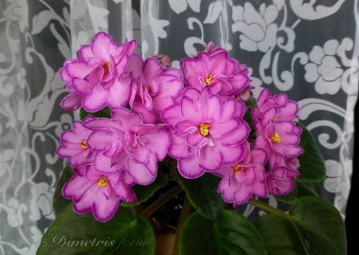 МайскийШиповник6