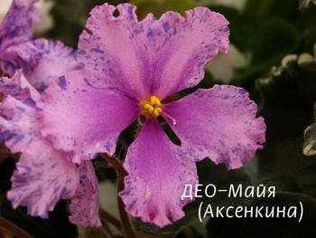 Майя2