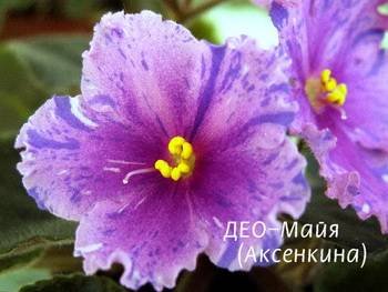 Майя3