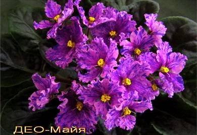 Майя6