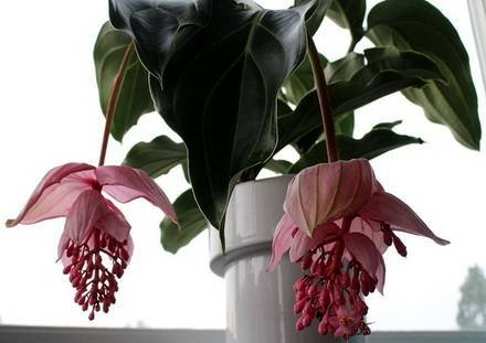 Medinilla1