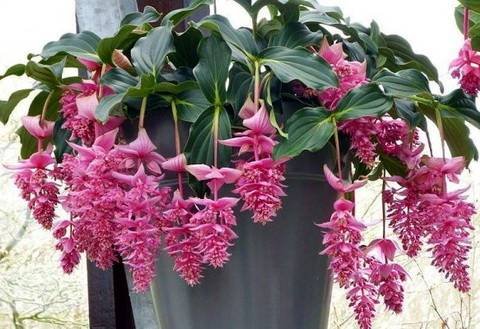 Medinilla10