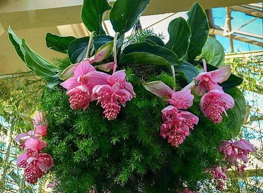 Medinilla11