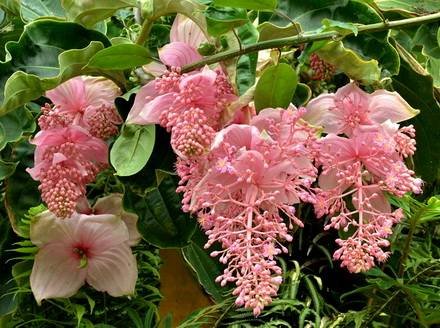 Medinilla2