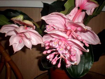 Medinilla3