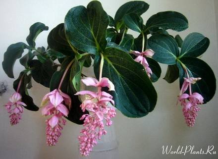 Medinilla4