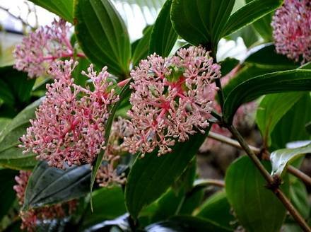 Medinilla5