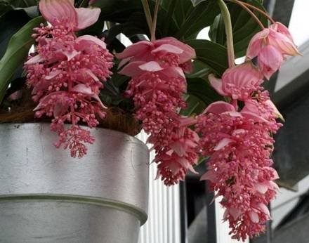 Medinilla7