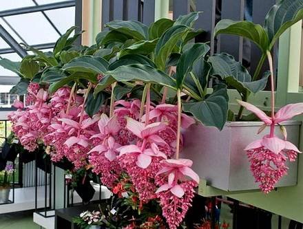 MedinillaMagnifica