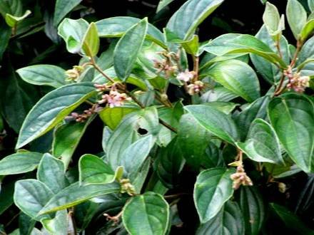 MedinillaVenosa