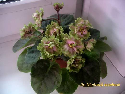 МедныйВсадник6