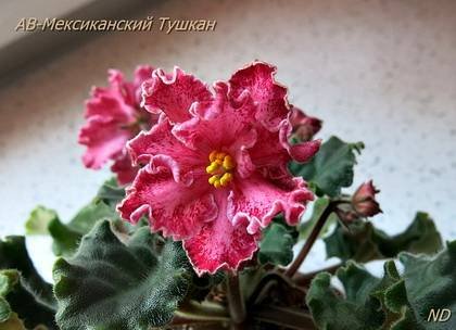 МексиканскийТушкан7