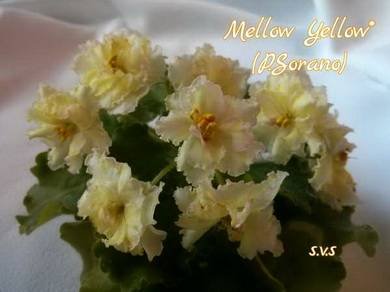 MellowYellow3