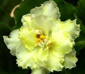 MellowYellow9