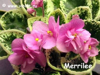Merrilee3