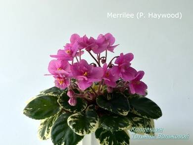 Merrilee4