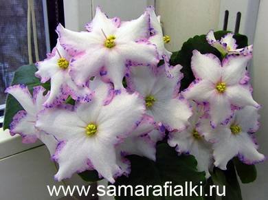 МерцаниеЗвёзд4