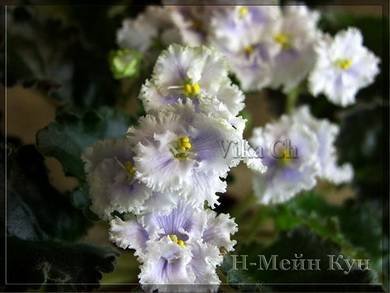 МейнКун3