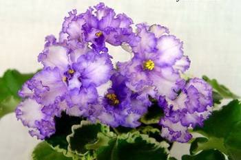 МейсенскийФарфор3