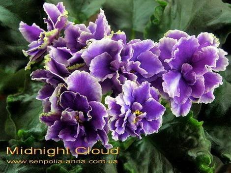 MidnightCloud1