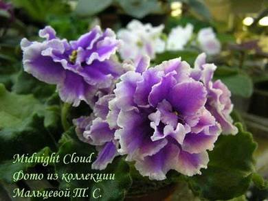 MidnightCloud2