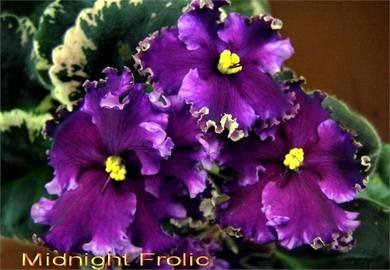 MidnightFrolic2