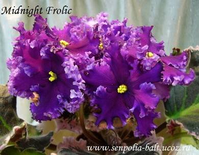 MidnightFrolic5