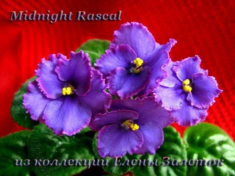 MidnightRascal1