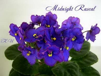 MidnightRascal7
