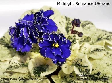 MidnightRomance3