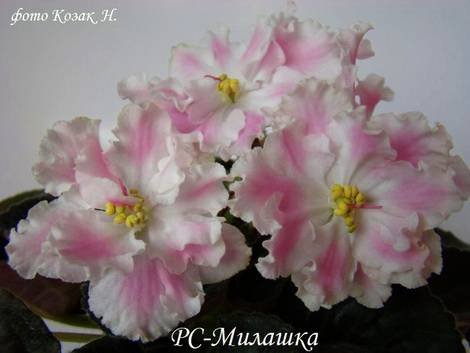 Милашка1