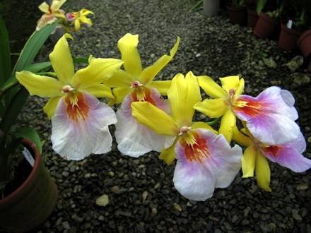 Milmiltonia