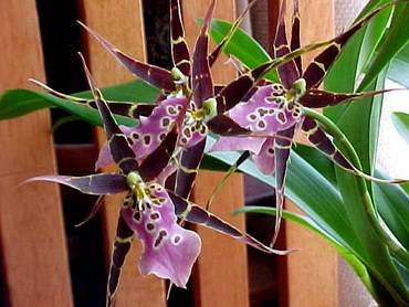 Miltassia31