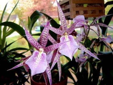 Miltassia32