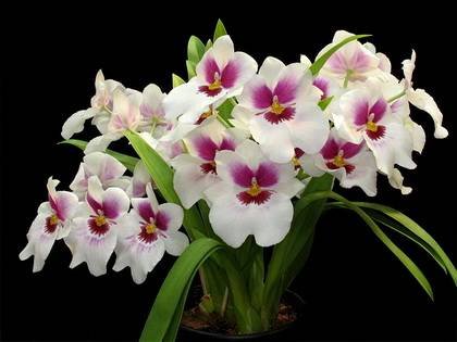 Miltonia4