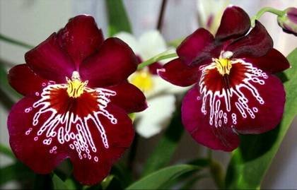 Miltonia5