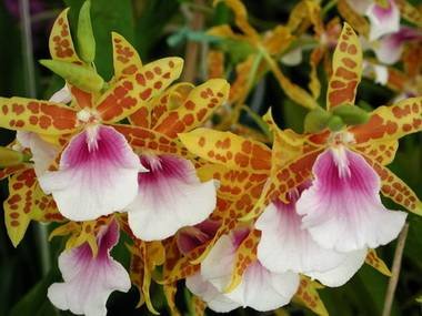 Miltonia8