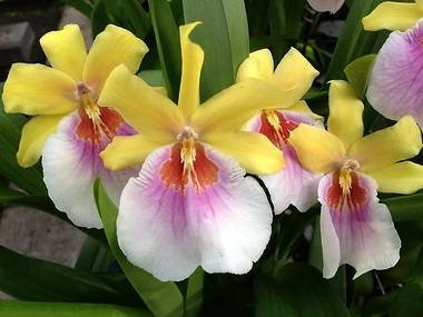 Miltonia9