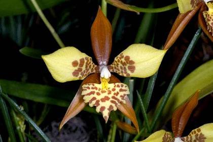 MiltoniaAnceps1