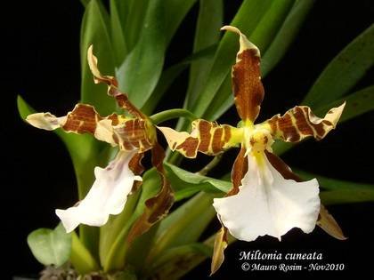 MiltoniaCuneata2