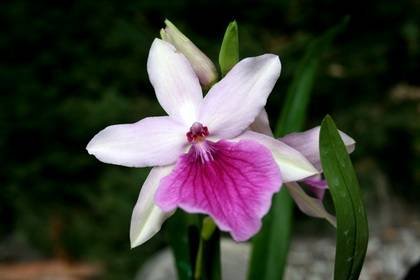 MiltoniaHonolulu1