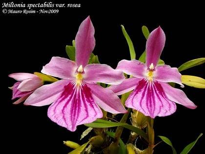 MiltoniaSpectabilis1