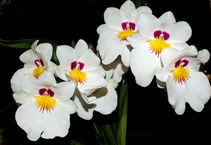 MiltoniopsisRoezlii2