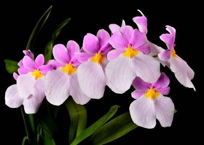 MiltoniopsisVexillaria1